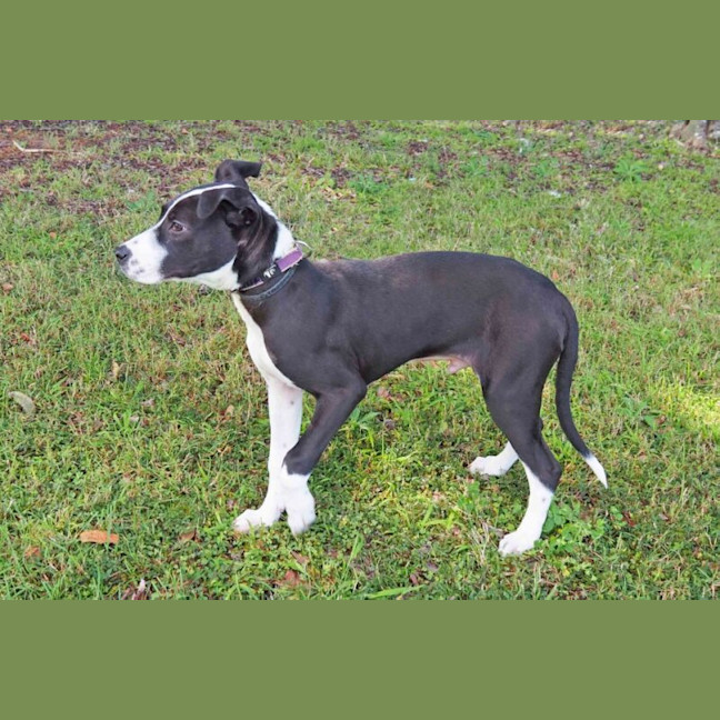 Photo of Beau Nee Sid