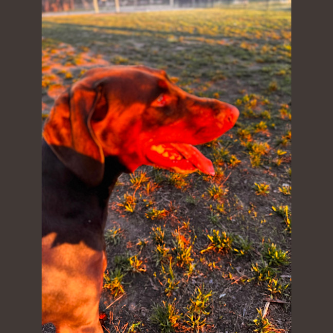 Photo of Ms E. Von Dobermann