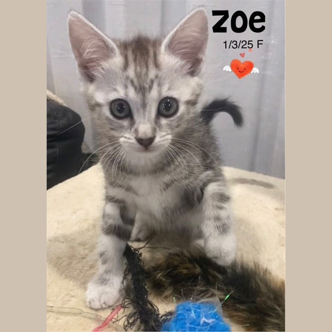 Photo of Zoe