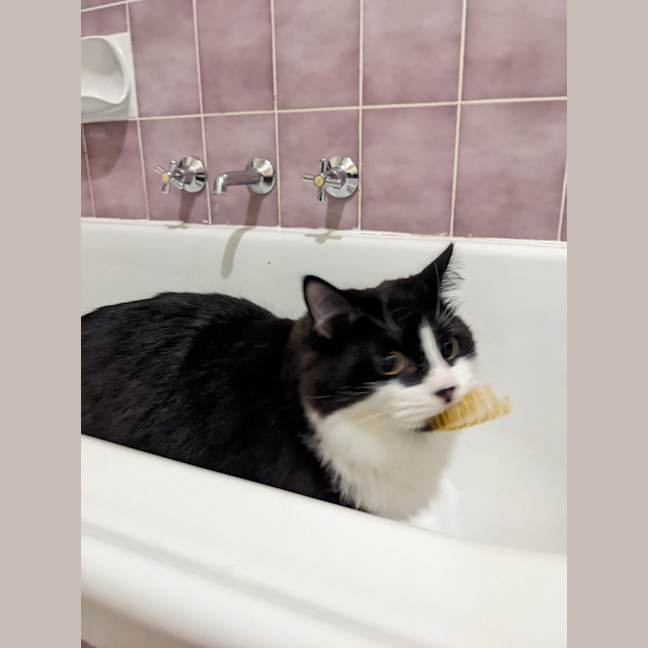 Photo of Puffiin   In Foster Care In Reservoir
