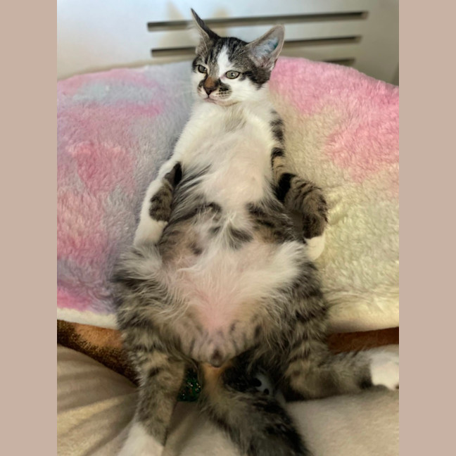 Photo of Squiggles *Available From Petstock Milperra*