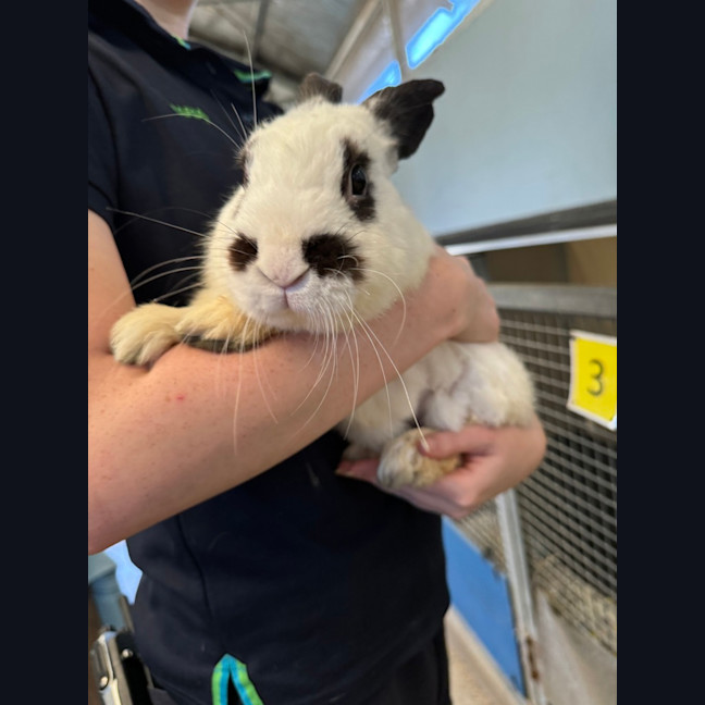 Photo of Snowball