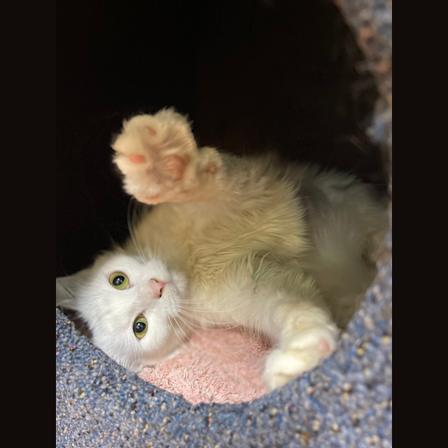 Photo of Willow