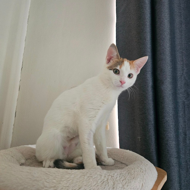Photo of Peanuts