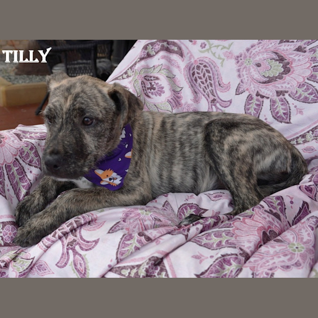Photo of Tilly