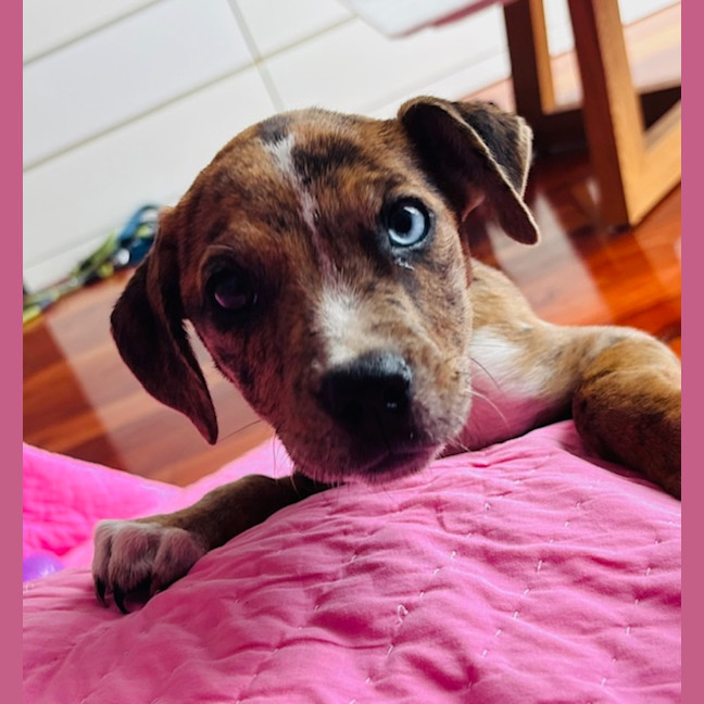 Photo of Bindi