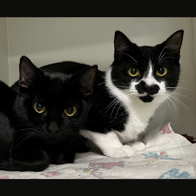 Photo of Pat (Bonded To Jess)