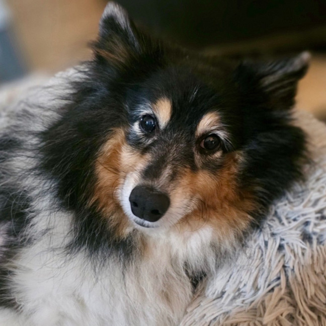 Photo of Missy