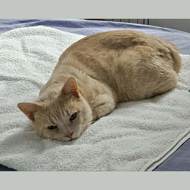 Photo of Thor