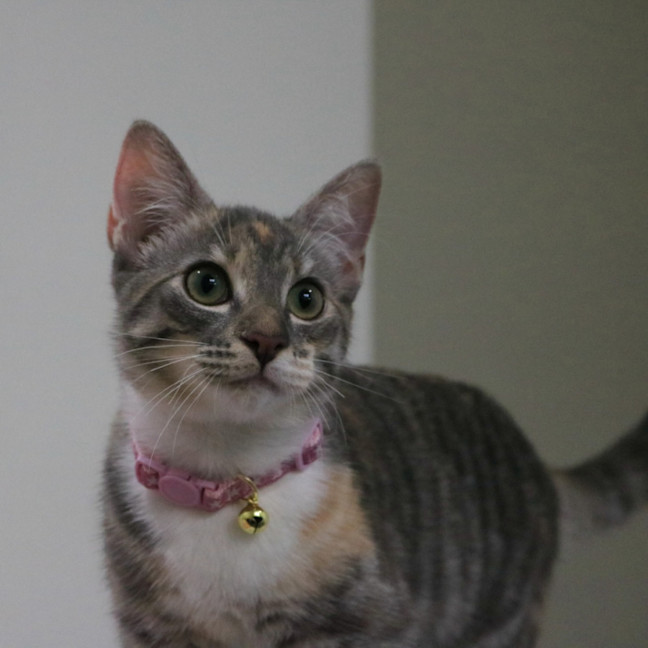 Photo of Socks