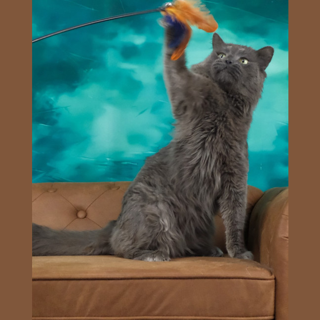Photo of Franklyn