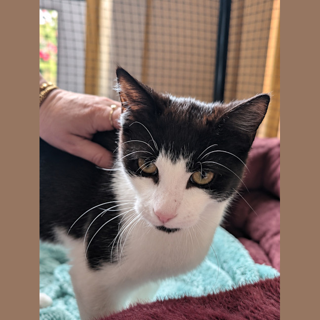 Photo of Pumpkin