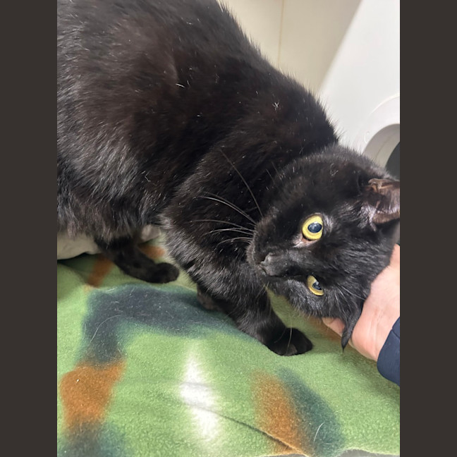 Photo of Bubby
