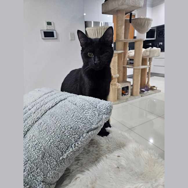 Photo of Patches