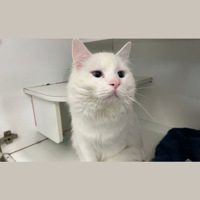 Photo of Romeo