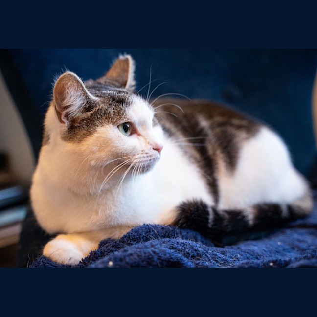 Photo of Tibby