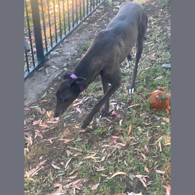 Photo of Izzy