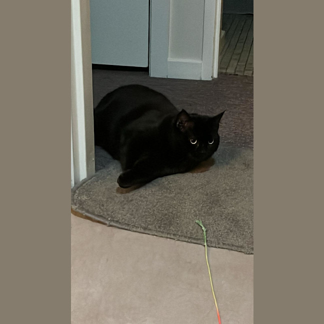 Photo of Bella