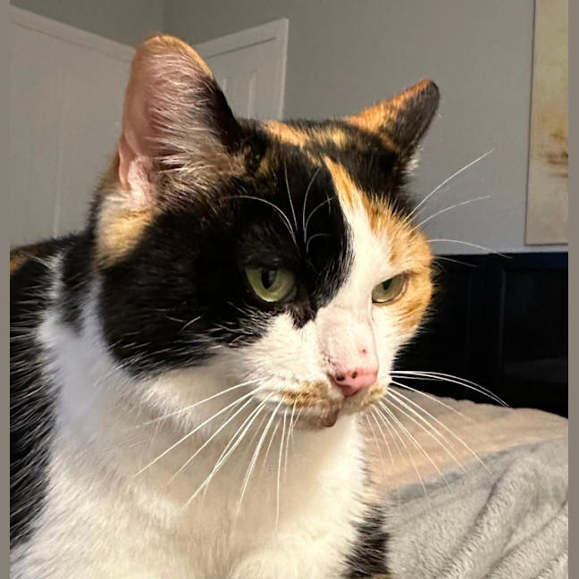 Photo of Cleo 