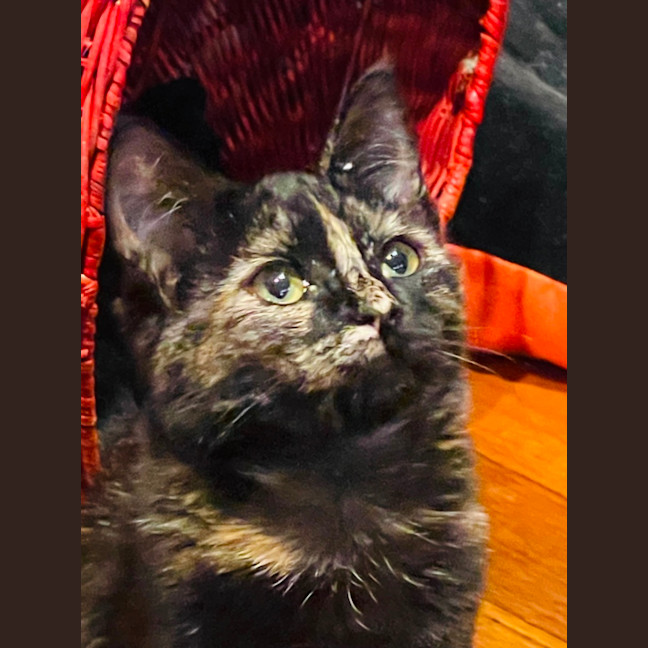 Photo of Sweet Pea   Located In Northcote