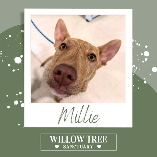Photo of Millie