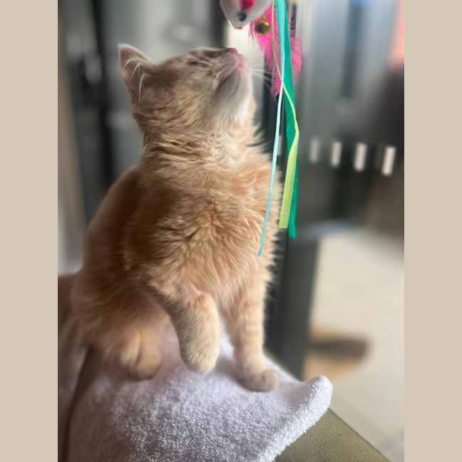 Photo of Cleo   Located In Kensington