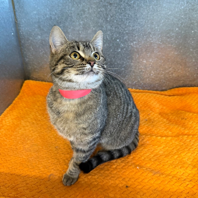 Photo of Paprika