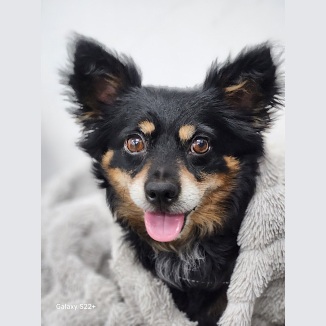 Photo of Elvis   7 Year Old Pomeranian X Chihuahua