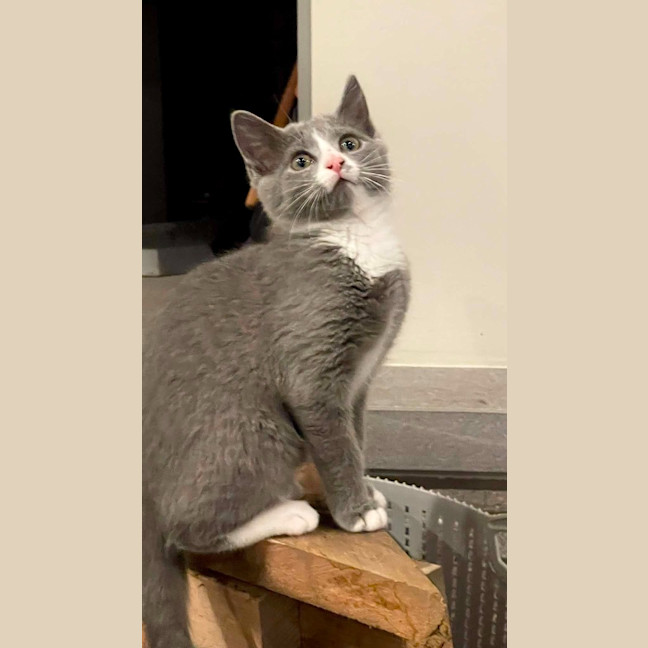 Photo of Luna