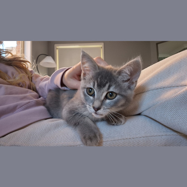 Photo of Opal
