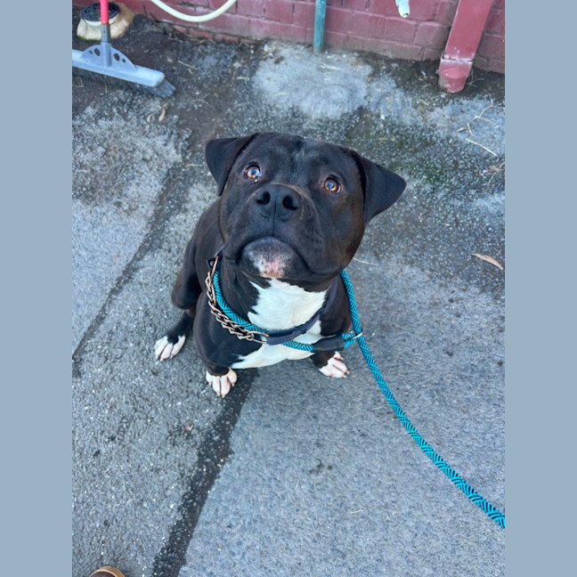 Photo of Buddy