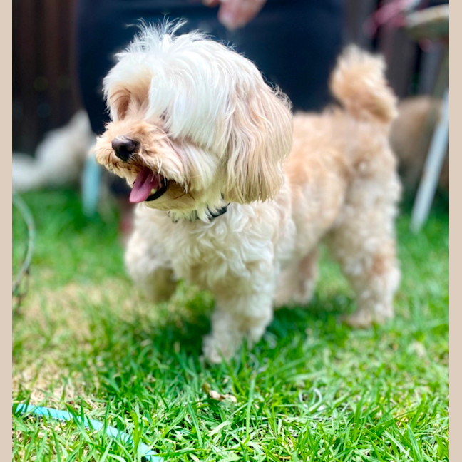 Photo of Molly & Benji