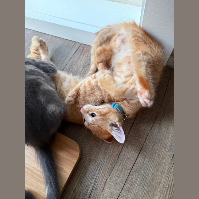 Photo of Tony (De No Toe Za)  Meet Me At Petstock Keysborou