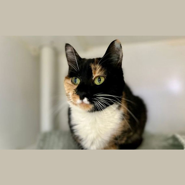 Photo of Pickles