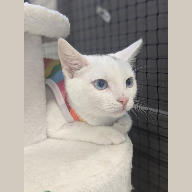 Photo of ✨ Pop 5789 ✨