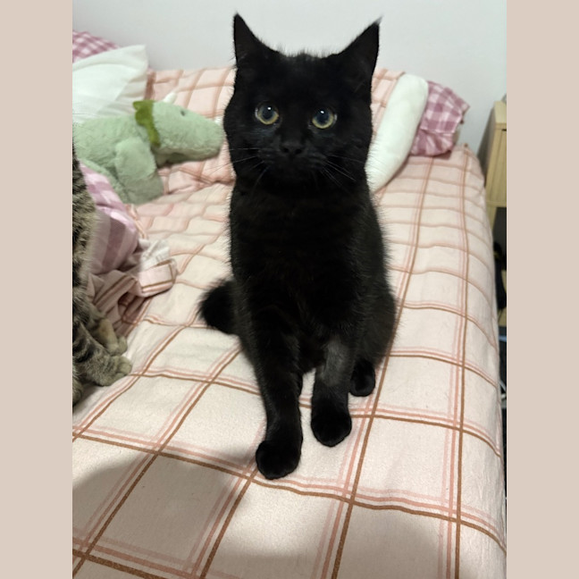 Photo of Jiji Mewell