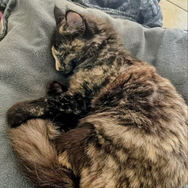 Photo of Stella