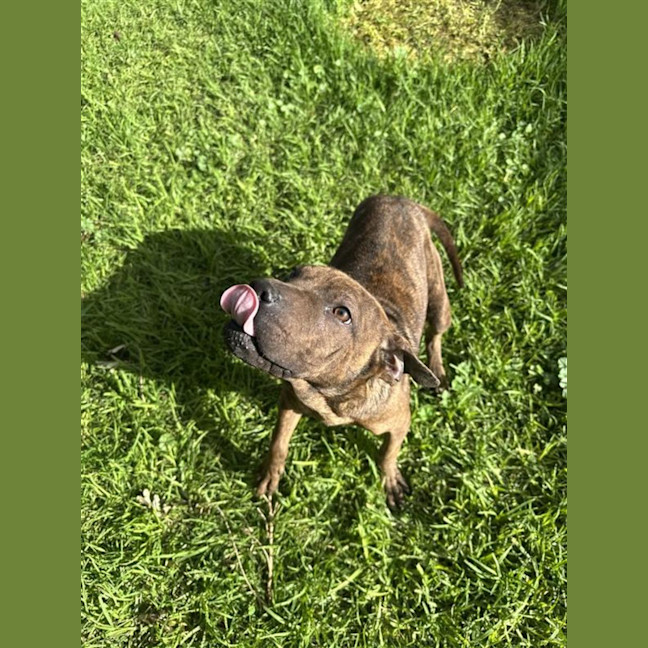 Photo of Nero