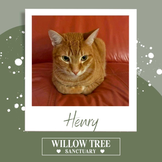 Photo of Henry