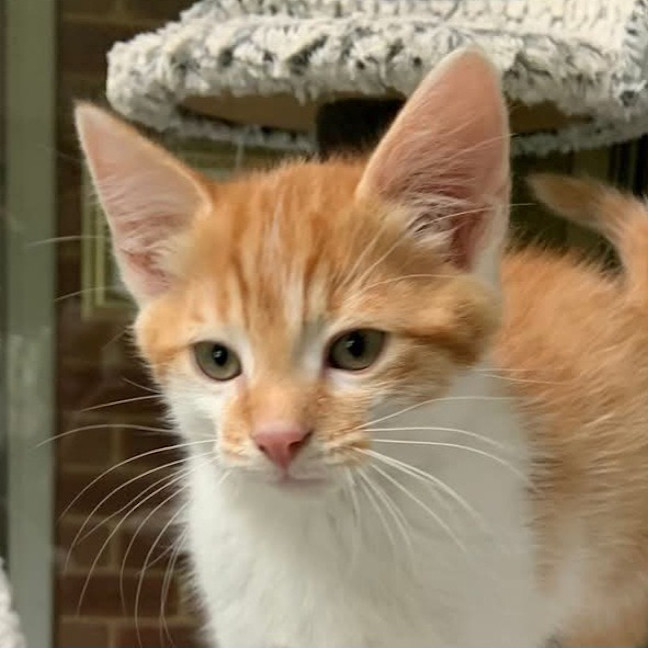 Photo of Ginger Megs