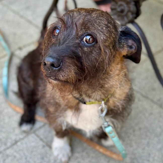 Photo of Beautiful Funny Beau 