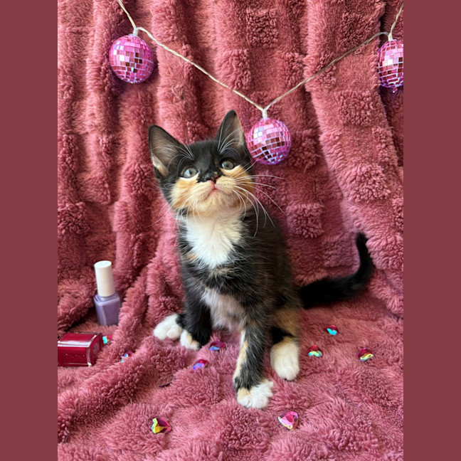 Photo of Trixie And Catya