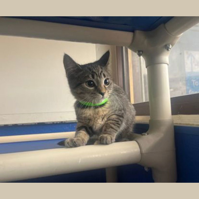 Photo of Slinky