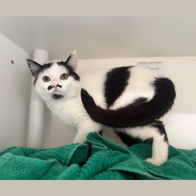 Photo of Olive