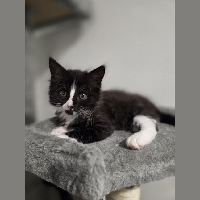 Photo of Stormy
