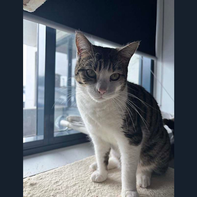 Photo of Sweetpea