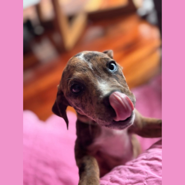 Photo of Bindi