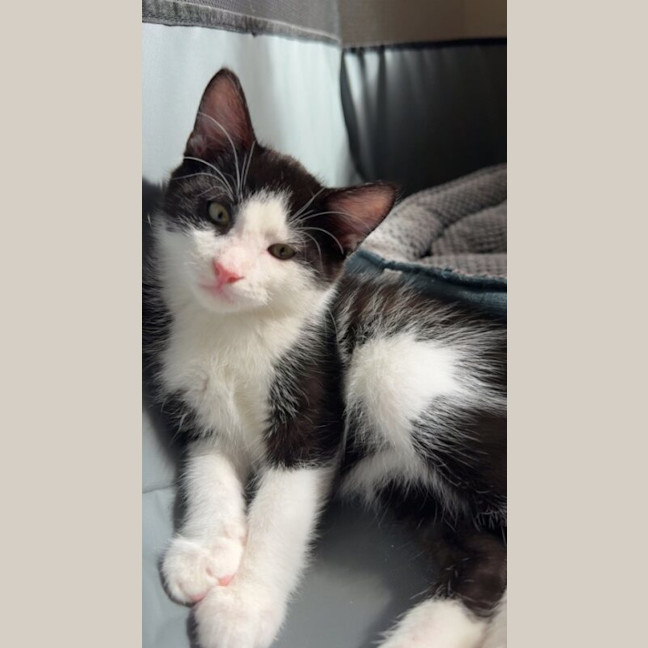 Photo of Flit