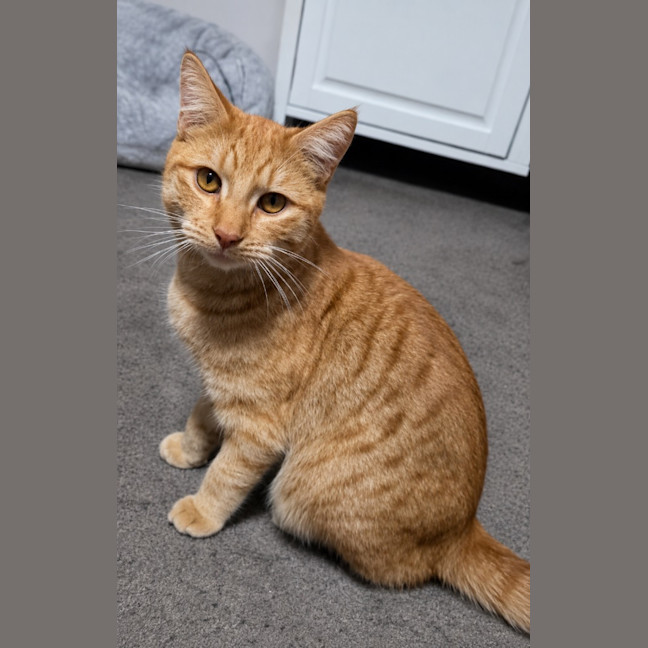 Photo of Archie