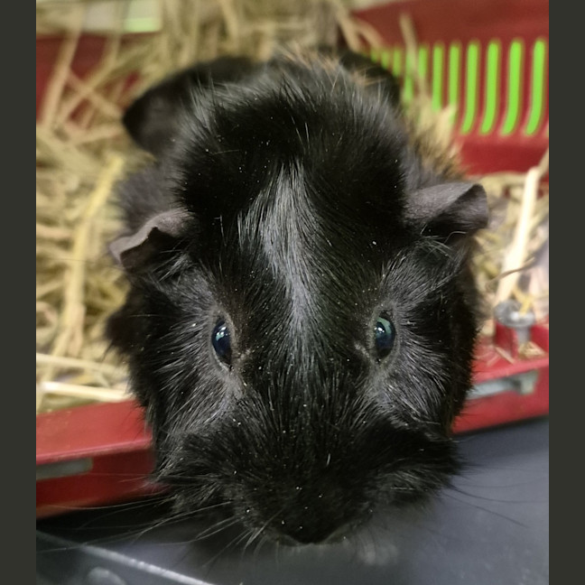Photo of Prince (Bonded With Orio)